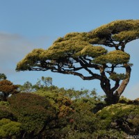 Calophyllum walkeri Wight